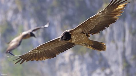 Highlights 2021: Bearded Vulture conservation - Vulture Conservation ...