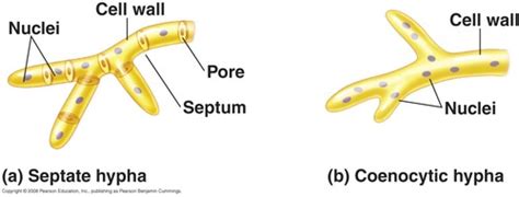 Chapter 12 The Eukaryotes Fungi Algae Protozoa And Helminths