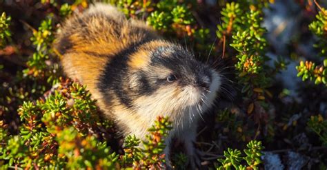 Lemming A Z Animals