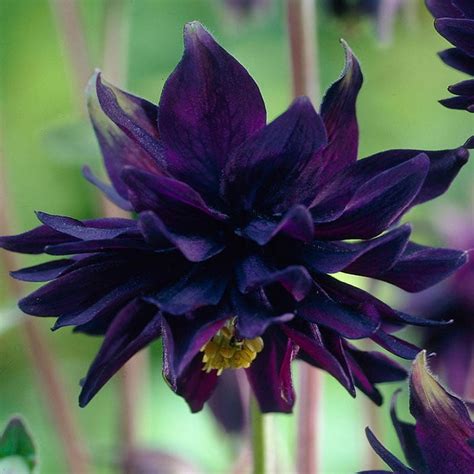 Black Barlow Columbine Flower Root - Attracts Butterflies and