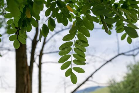 Green Leaves of Acacia Tree on the Meadow in Nature. Stock Photo ...