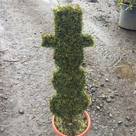 We The Leading Source Of Live Topiary Plants And Trees Animal Topairy