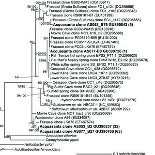 Maximum Likelihood Phylogram Of 16S RRNA Gene Sequences From The