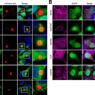 Bioid Of Poly Ga Gr And Pr Shows Specific Proximity Labeling Of Dpr