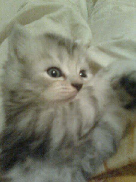 catworld: Names for Female Persian Cats