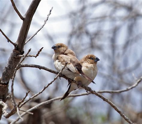 Pictures and information on African Silverbill