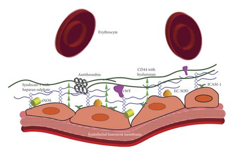 Endothelium Diagram