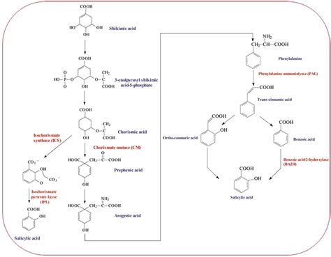 Sa Signaling Pathway