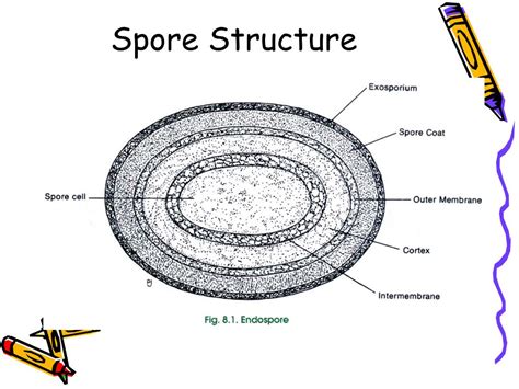 Spore Structure