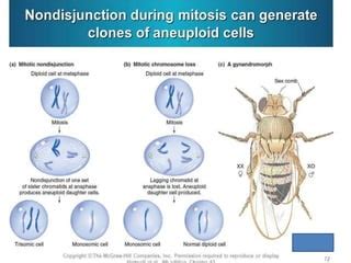 Sex Determination In Drosophila PPT