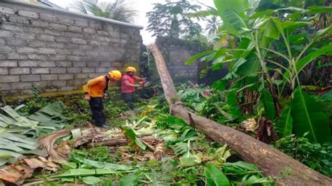 Pohon Tumbang Timpa Panyengker Rumah Bali Express