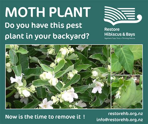 Moth Plant Is A Pest So Please Remove It