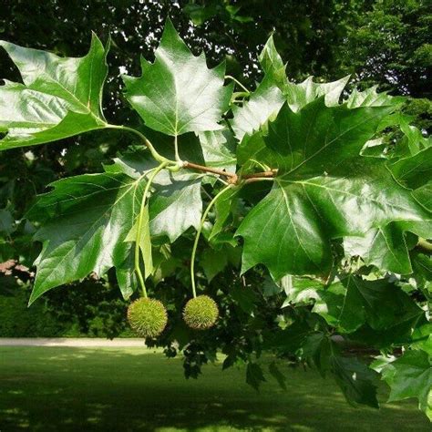 Platanus Acerifolia Pyramidalis Kopen Tuincentrum Nl