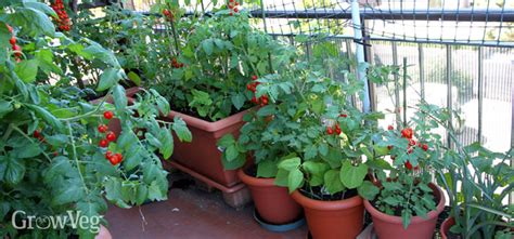 Grow An Edible Garden On Your Balcony