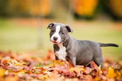 Staffordshire Bull Terrier vs. Pitbull: What Are the Differences? - A-Z Animals