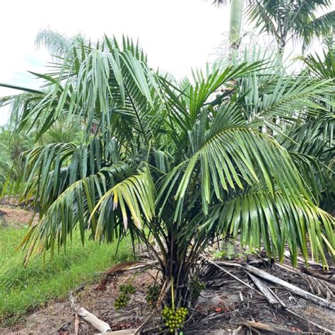 Pemba Palm Dypsis Pembana Palmco Wholesale Palms Florida