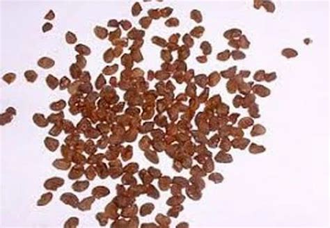 MR seeds Eucalyptus Seeds at Rs 4000/kilogram in Chennai | ID: 17211209548