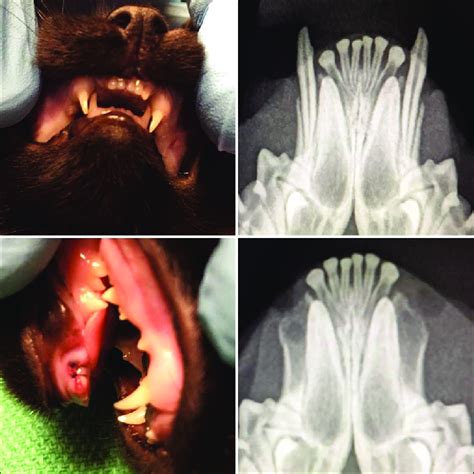 Mandibular Distocclusion In A Kitten Treated With Extraction Of Download Scientific Diagram