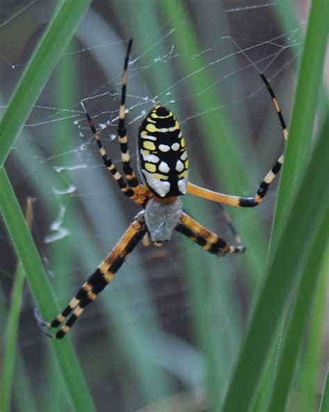 Black And Yellow Argiope Project Noah