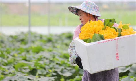 广西三江：侗乡小满农事忙 国际在线移动版