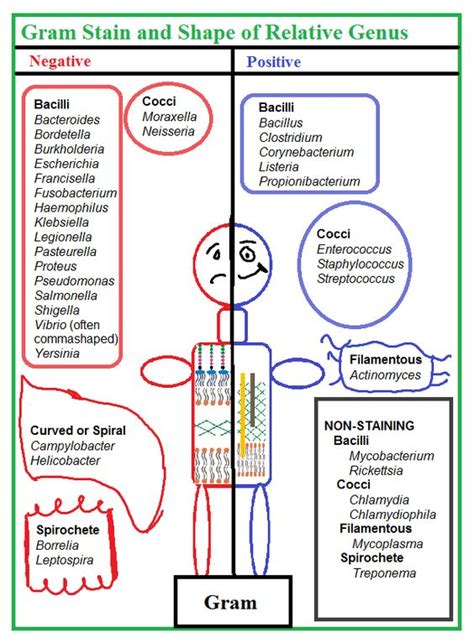 Microbiology Gram Stain Cheat Sheet