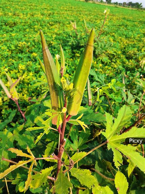 Image Of Young Green Okra On Tree In Vegetable Garden Okra Plant