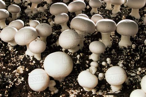 Agriculture Closeup Of White Button Mushrooms Growing In Organic