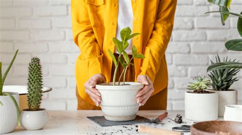 Consejos Fáciles y Rápidos para Elegir una Planta para tu Casa