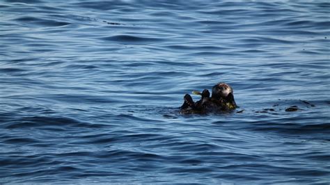 Sea Otters - North Island Nature