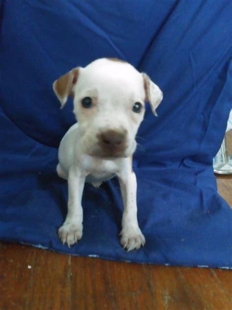 6 Week Old Pitbull Puppy Food Cathern Corral