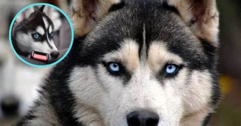 Por qué los perros husky tienen ojos azules Los expertos responden