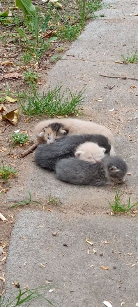 Appena Trovati Nel Mio Cortile Spero Che Qualcuno Si Possa Prendere