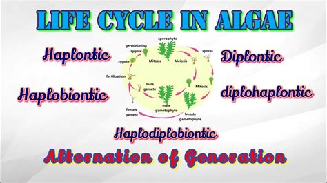 Life Cycle Of Algae Alternation Of Generation Life Cycle Of Ulva