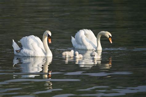 Sch Ne Wei E Schw Ne Mit Ihrem Nestling Stockfoto Bild Von Schw Ne