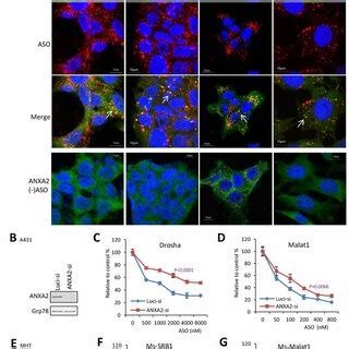 Ps Aso Transport From Early To Late Endosomes Is Impaired In