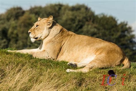 Doncaster Wildlife Park on Behance