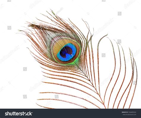 Peacock Feathers On White Background Stock Photo 536485924 | Shutterstock