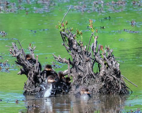 Hooded Merganser Ducklings DWF0255 Photograph by Gerry Gantt - Fine Art America