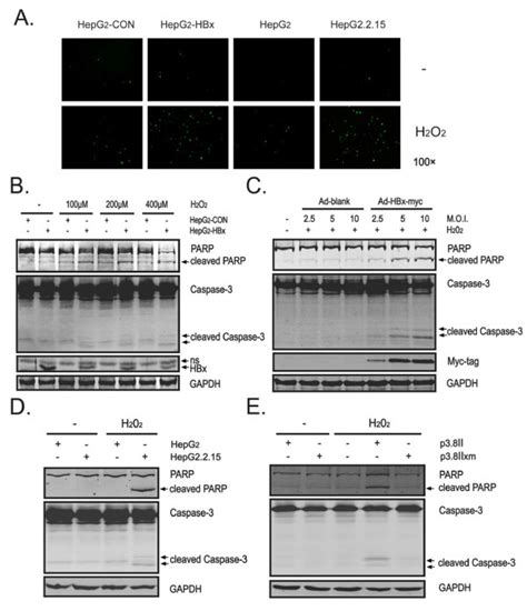 Hbx Enhances Production Of Cellular Ros And Sensitizes Hepatocytes To