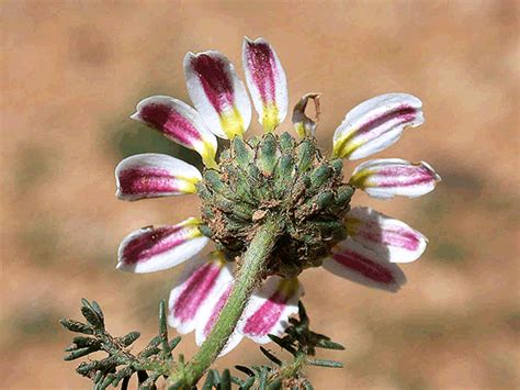 Anacyclus Pyrethrum Flore Du Maroc Famille Des Asteraceae