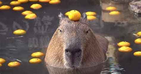 Capybara enjoys meditating in the bath / Boing Boing