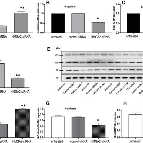 Rt Pcr And Western Blotting Analysis Of E Cadherin N Cadherin And Download Scientific Diagram