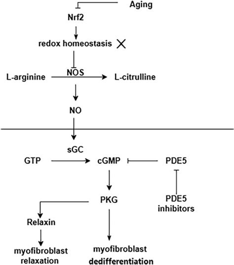 Frontiers Perspectives Of Pde Inhibitor On Treating Idiopathic