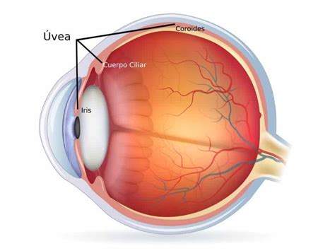 Qu Es El Iris Del Ojo Rea Oftalmol Gica Avanzada