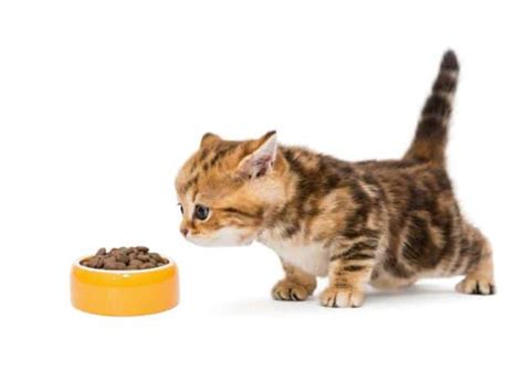 Soins Des Chatons Apr S La Naissance Alimentation Et Sevrage