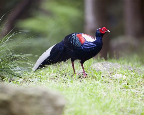 大雪山藍腹鷴 湖光野鳥攝影日誌〈 小溫鏡頭下的光采〉 Udn部落格