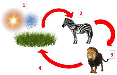 Ejemplo De Cadena Trofica Terrestre - Dinami