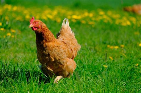 Cinnamon Queen Chickens - Breed Facts and Features