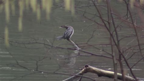 Cormoran Pygm E Microcarbo Pygmaeus Pygmy Cormorant Youtube