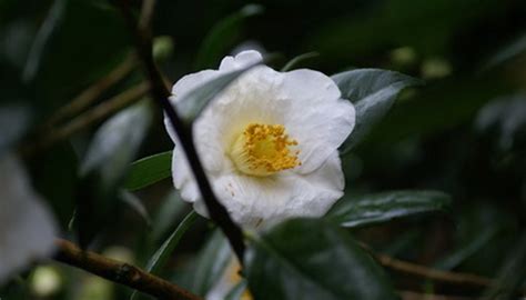 Varieties of Camellia Sasanqua | Garden Guides